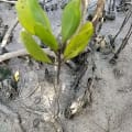 White Mangrove