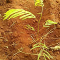 Calliandra