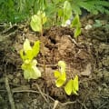 Moringa