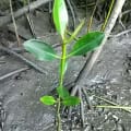 Mangrovia Rossa