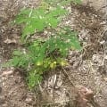 Moringa