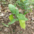 Cacao