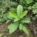 Aguacate