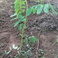 Matinina