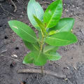 Rote Mangrove