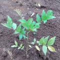 Cedro Rosado