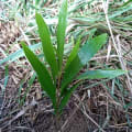 Acacia Mangium
