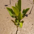 Mangrovia Asiatica
