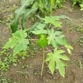 Papaya