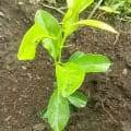 Citronnier