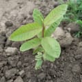 Guava