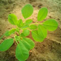 Moringa