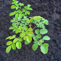 Moringa