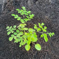 Moringa