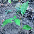 Roble