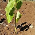 Tree Tomato