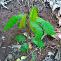 Cacao