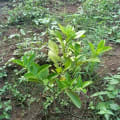 Oranger