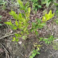 Naranjo
