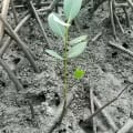 Red Mangrove