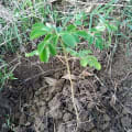 Moringa