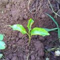 Passion Fruit