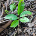 Graviola