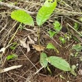 Cacao