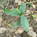 Cacao