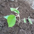 Croton