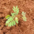 Leucaena