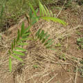 Tefrosia