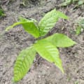Cacaotier