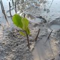 Weiße Mangrove