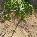 Papaya