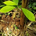 Cacao