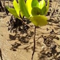 White Mangrove