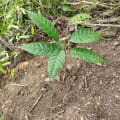 Cacaotier