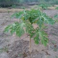Papaya