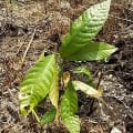 Cacao