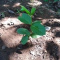 Guava