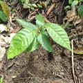 Cacao