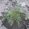Grevillea