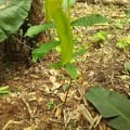Cacaotier