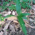 Manguier