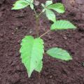 Roble Meru