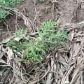 Grevillea