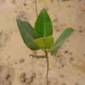 Asiatische Mangrove