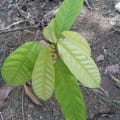Cacao