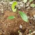 Cacao